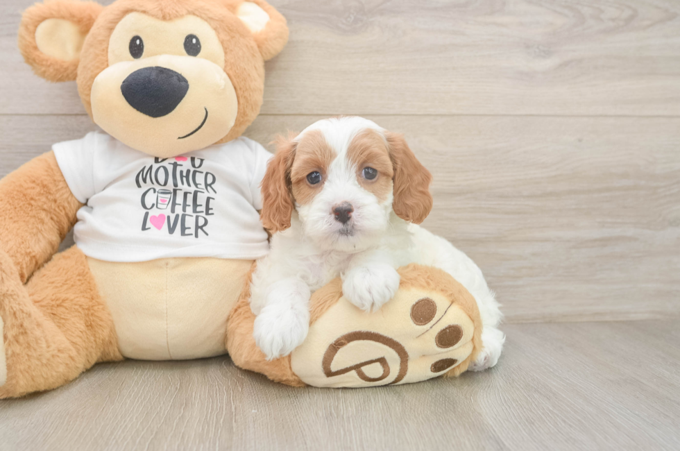 5 week old Cavapoo Puppy For Sale - Florida Fur Babies