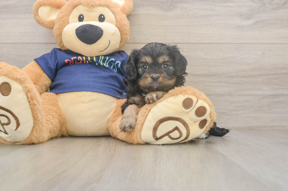 5 week old Cavapoo Puppy For Sale - Florida Fur Babies