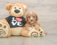 7 week old Cavapoo Puppy For Sale - Florida Fur Babies