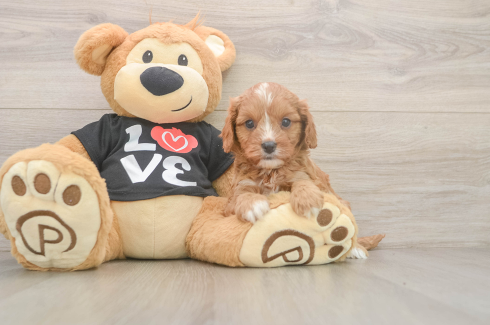 5 week old Cavapoo Puppy For Sale - Florida Fur Babies