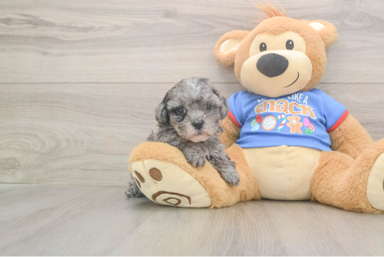 Cavapoo Pup Being Cute