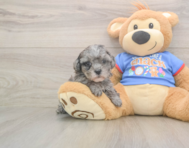 8 week old Cavapoo Puppy For Sale - Florida Fur Babies