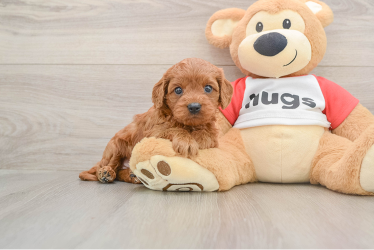 Adorable Cavalier King Charles Spaniel and Poodle Mix Poodle Mix Puppy