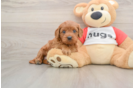 Adorable Cavalier King Charles Spaniel and Poodle Mix Poodle Mix Puppy