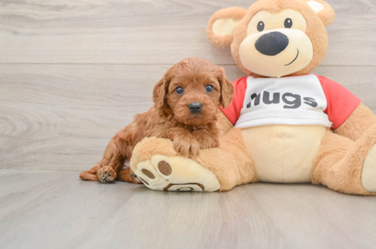 Adorable Cavalier King Charles Spaniel and Poodle Mix Poodle Mix Puppy