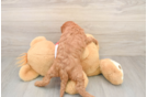 Cute Cavapoo Baby