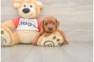Cavapoo Pup Being Cute