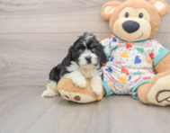 8 week old Cavapoo Puppy For Sale - Florida Fur Babies