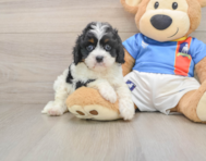 7 week old Cavapoo Puppy For Sale - Florida Fur Babies