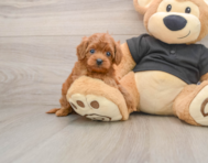 7 week old Cavapoo Puppy For Sale - Florida Fur Babies