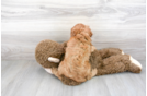 Meet Willow - our Cavapoo Puppy Photo 3/3 - Florida Fur Babies