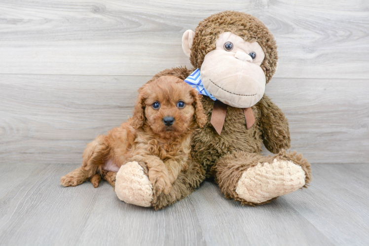 Meet Willow - our Cavapoo Puppy Photo 1/3 - Florida Fur Babies