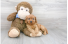 Meet Willow - our Cavapoo Puppy Photo 2/3 - Florida Fur Babies