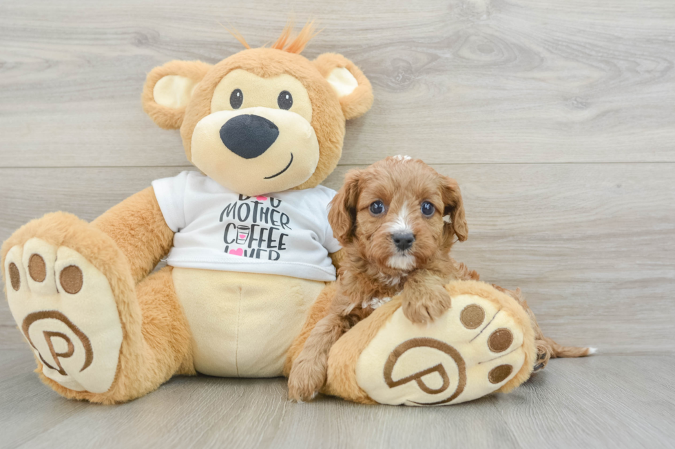 Cavapoo Puppy for Adoption