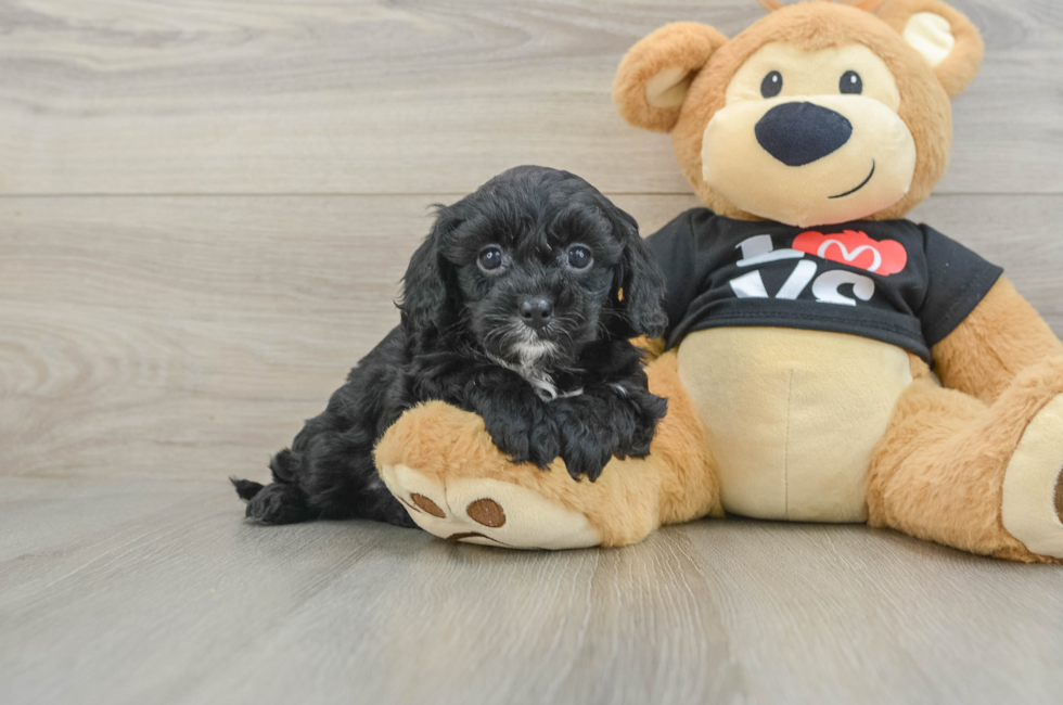 7 week old Cavapoo Puppy For Sale - Florida Fur Babies