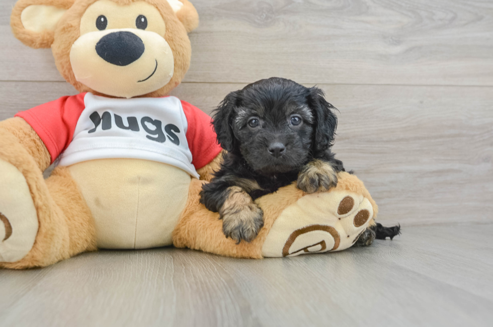 6 week old Cavapoo Puppy For Sale - Florida Fur Babies