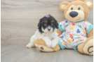 Adorable Cavalier King Charles Spaniel and Poodle Mix Poodle Mix Puppy