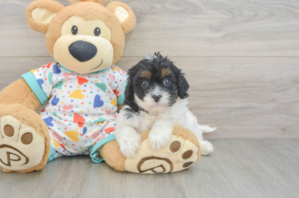 6 week old Cavapoo Puppy For Sale - Florida Fur Babies