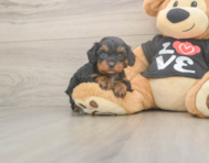 7 week old Cavapoo Puppy For Sale - Florida Fur Babies