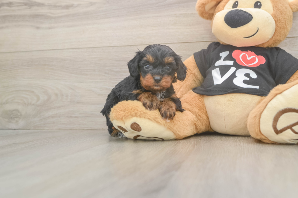 5 week old Cavapoo Puppy For Sale - Florida Fur Babies