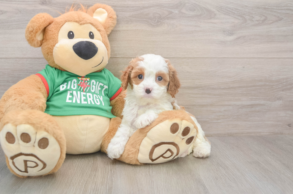 5 week old Cavapoo Puppy For Sale - Florida Fur Babies