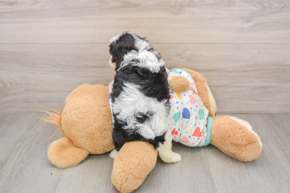 Small Cavapoo Baby