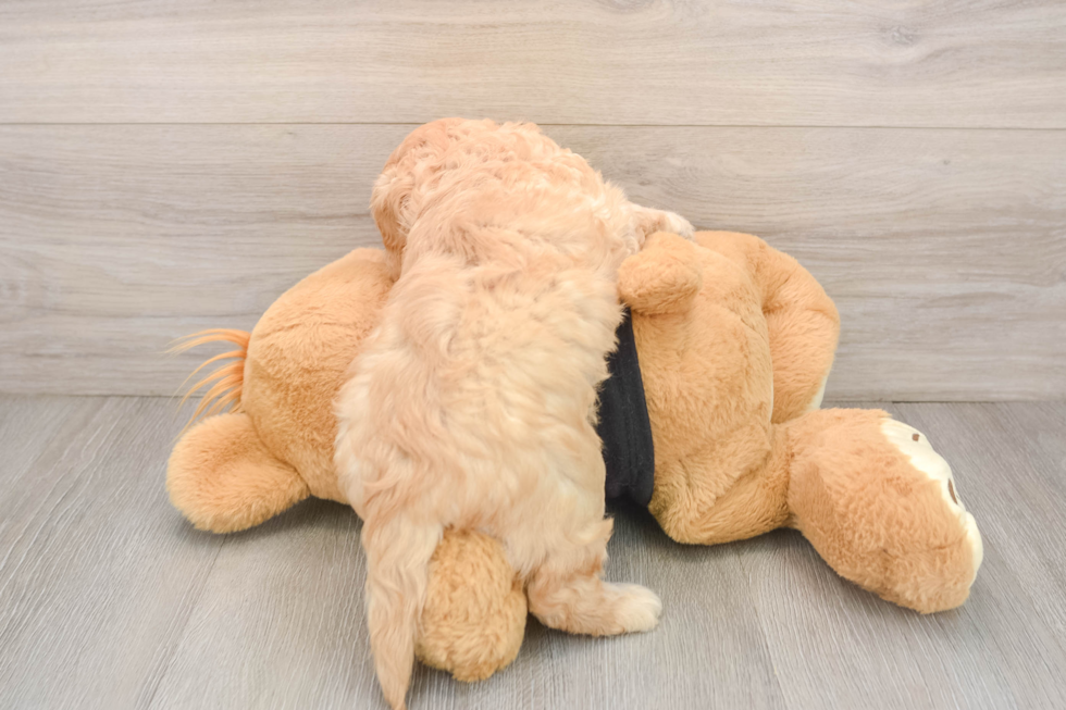 Friendly Cavapoo Baby