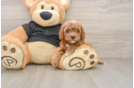 Fluffy Cavapoo Poodle Mix Pup