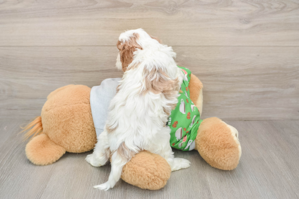 Popular Cavapoo Poodle Mix Pup