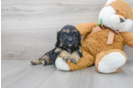 Meet Wilma - our Cavapoo Puppy Photo 2/3 - Florida Fur Babies