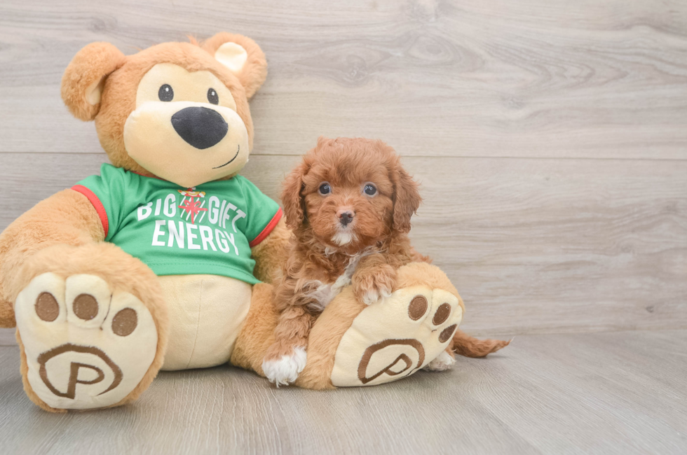 5 week old Cavapoo Puppy For Sale - Florida Fur Babies