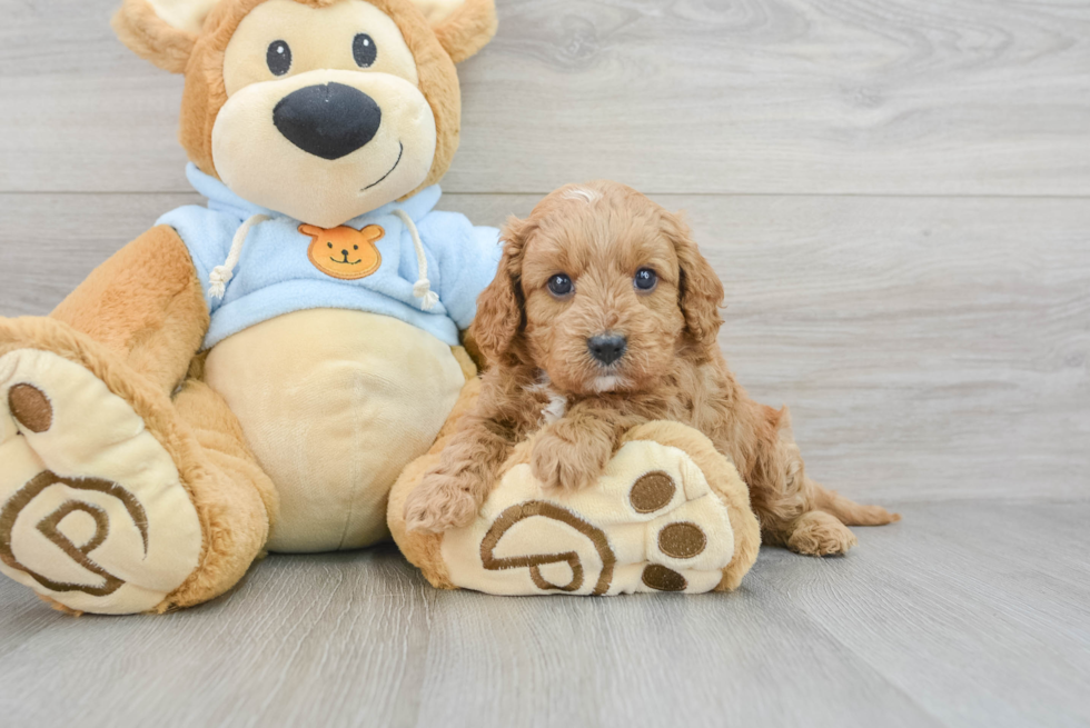 Cavapoo Puppy for Adoption