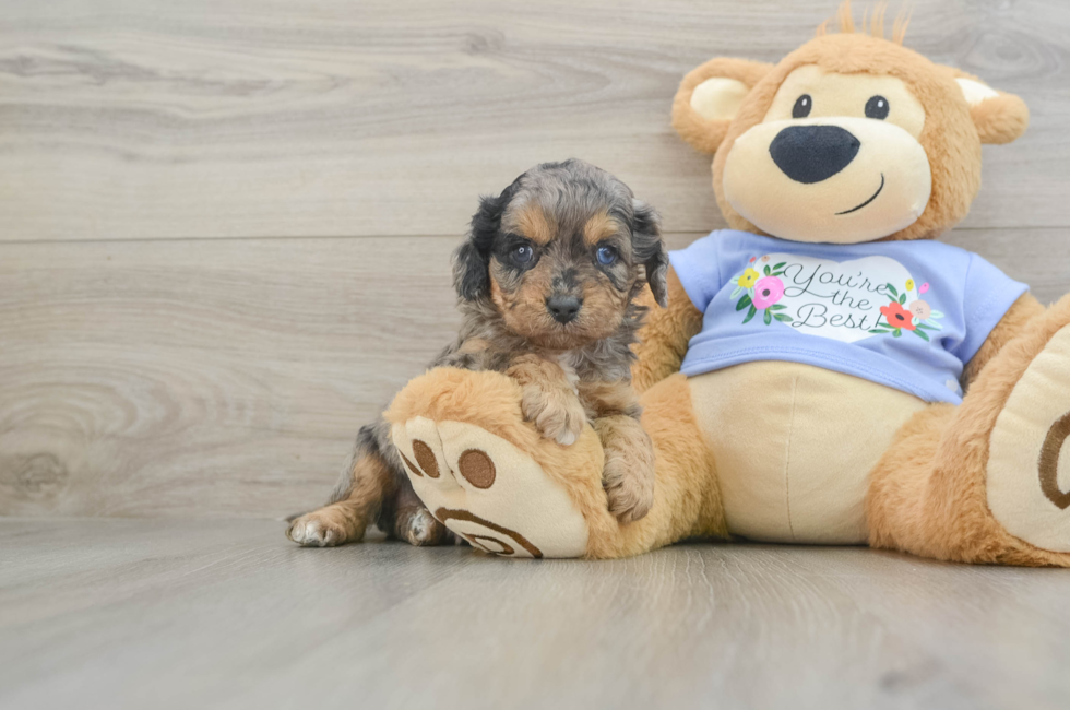 5 week old Cavapoo Puppy For Sale - Florida Fur Babies