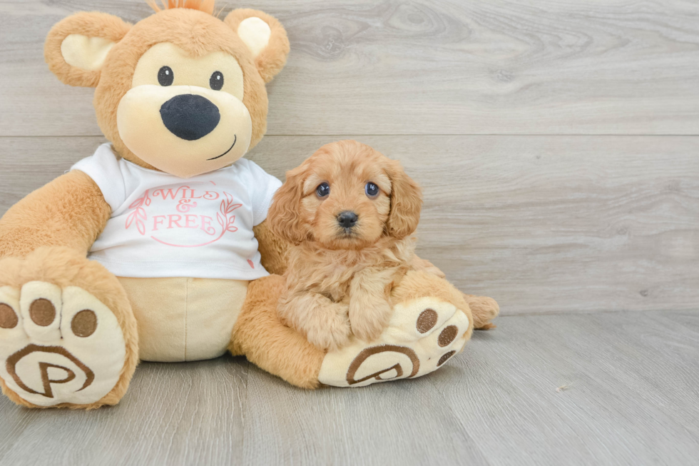 Friendly Cavapoo Baby