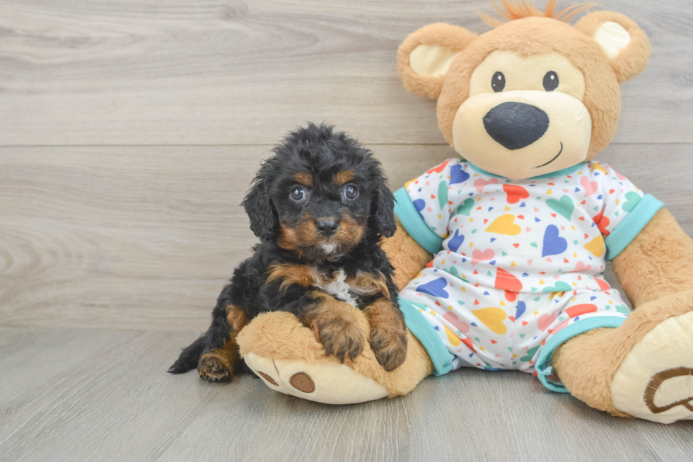 Cavapoo Puppy for Adoption