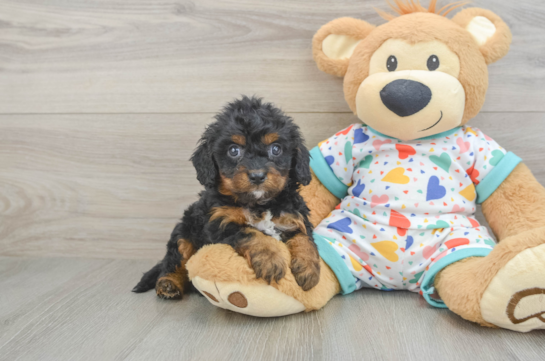 Cavapoo Puppy for Adoption