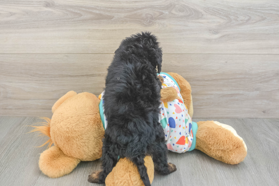 Best Cavapoo Baby
