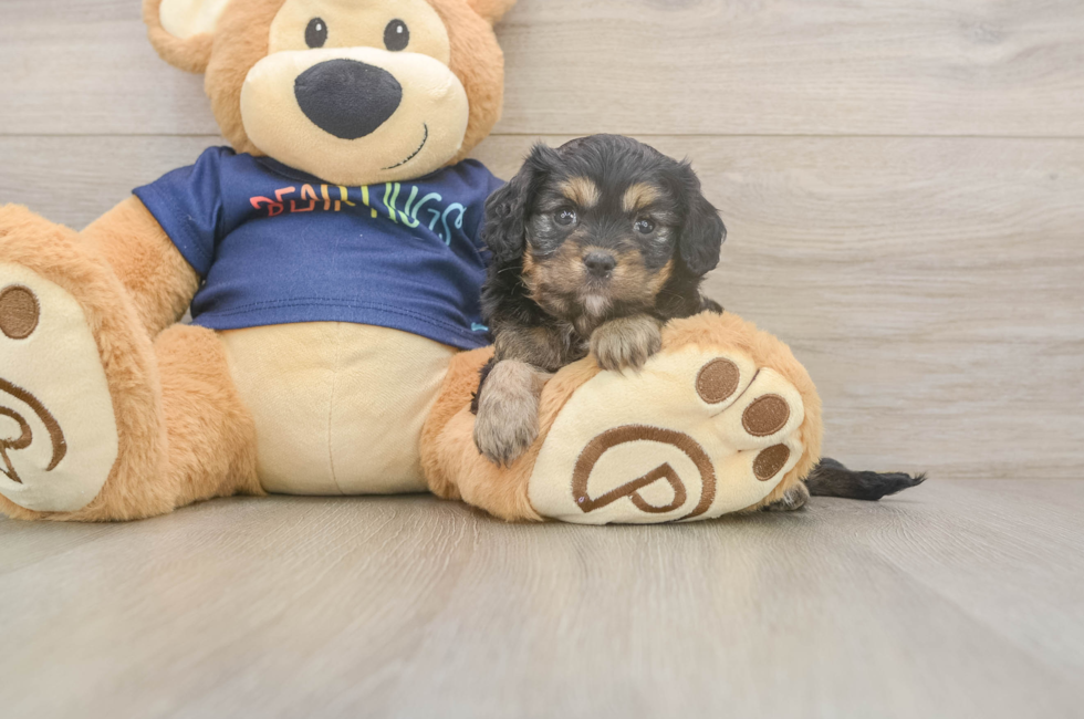 5 week old Cavapoo Puppy For Sale - Florida Fur Babies