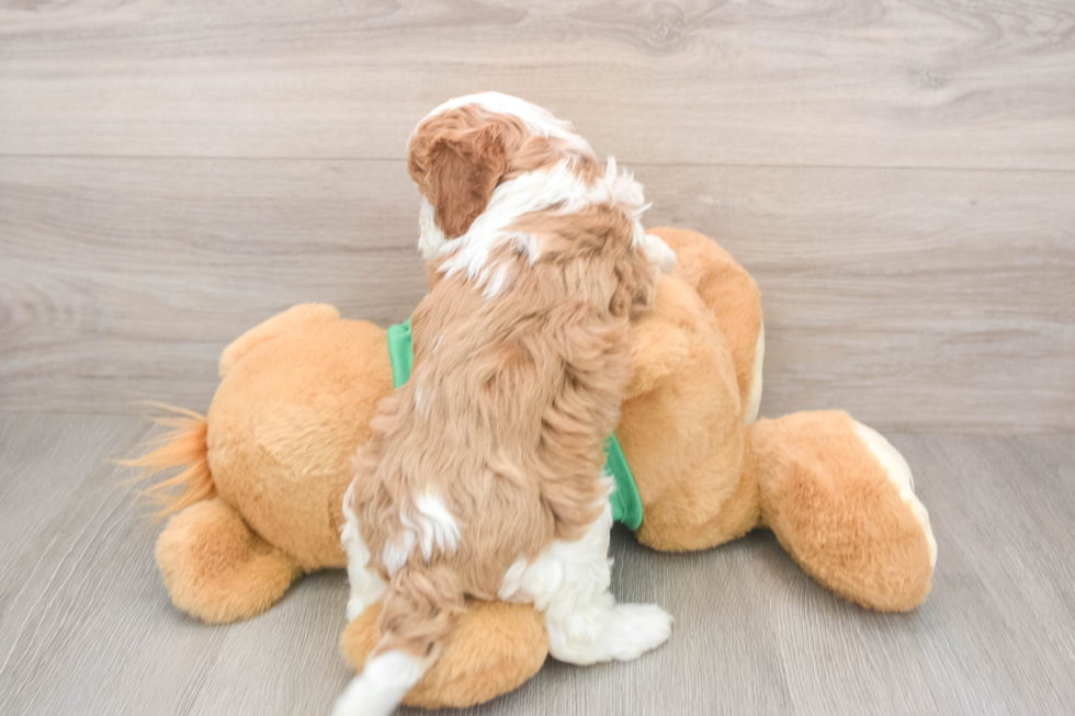 Little Cavipoo Poodle Mix Puppy