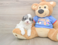 7 week old Cavapoo Puppy For Sale - Florida Fur Babies