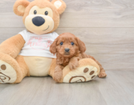 8 week old Cavapoo Puppy For Sale - Florida Fur Babies