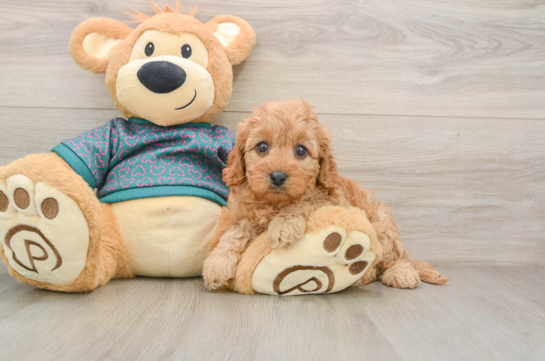 Best Cavapoo Baby