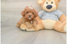 Small Cavapoo Baby