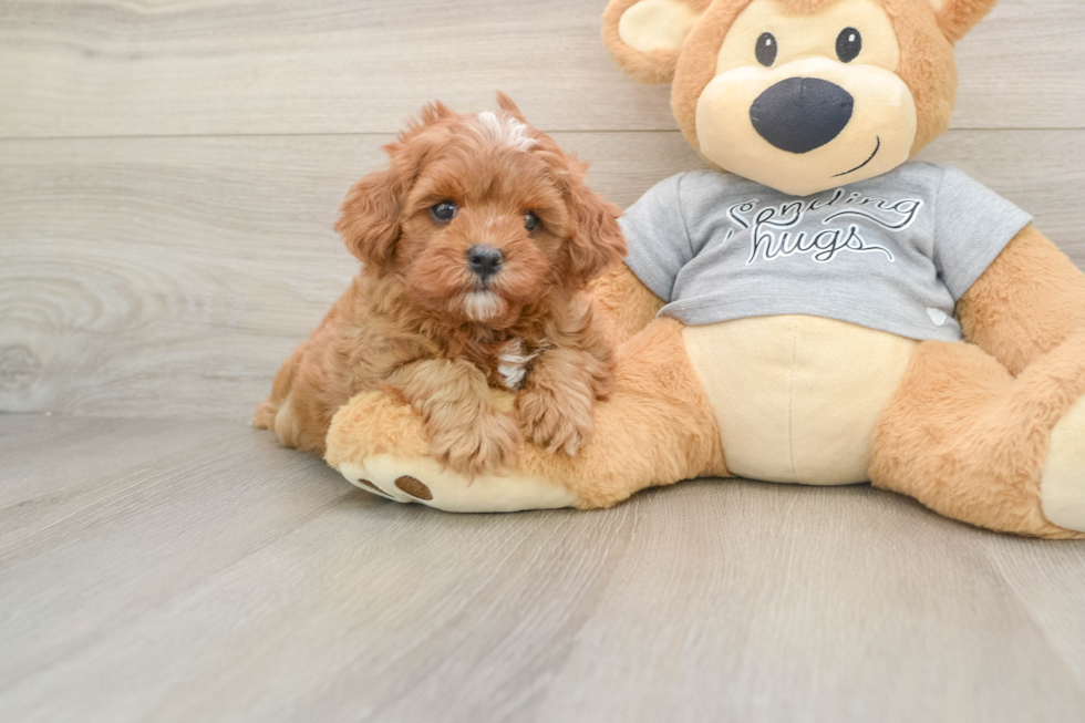 Small Cavapoo Baby