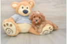 Cavapoo Puppy for Adoption