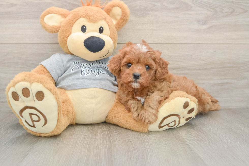 Cavapoo Puppy for Adoption