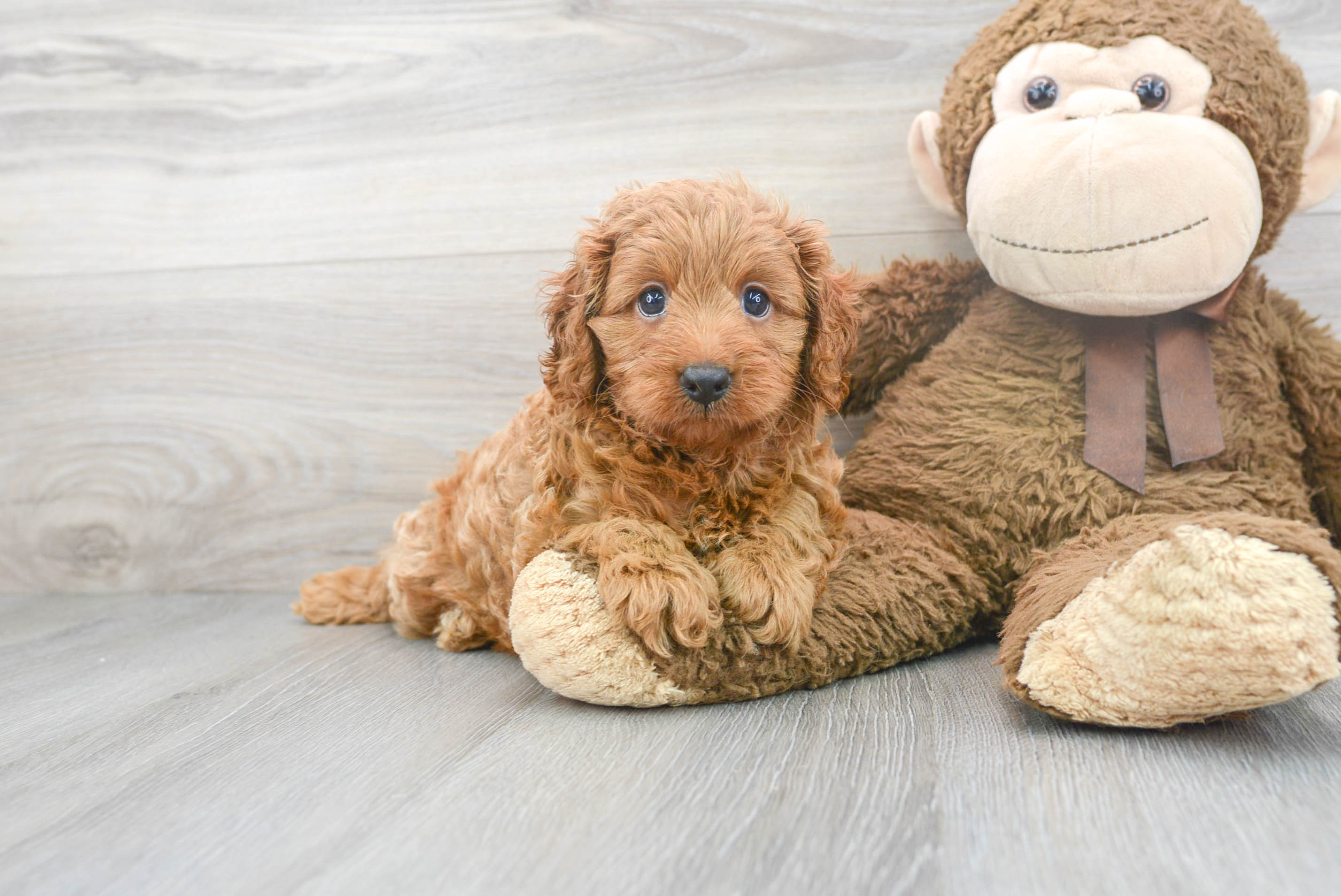 Cute Cavoodle Poodle Mix Puppy