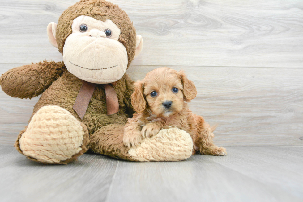 Little Cavoodle Poodle Mix Puppy