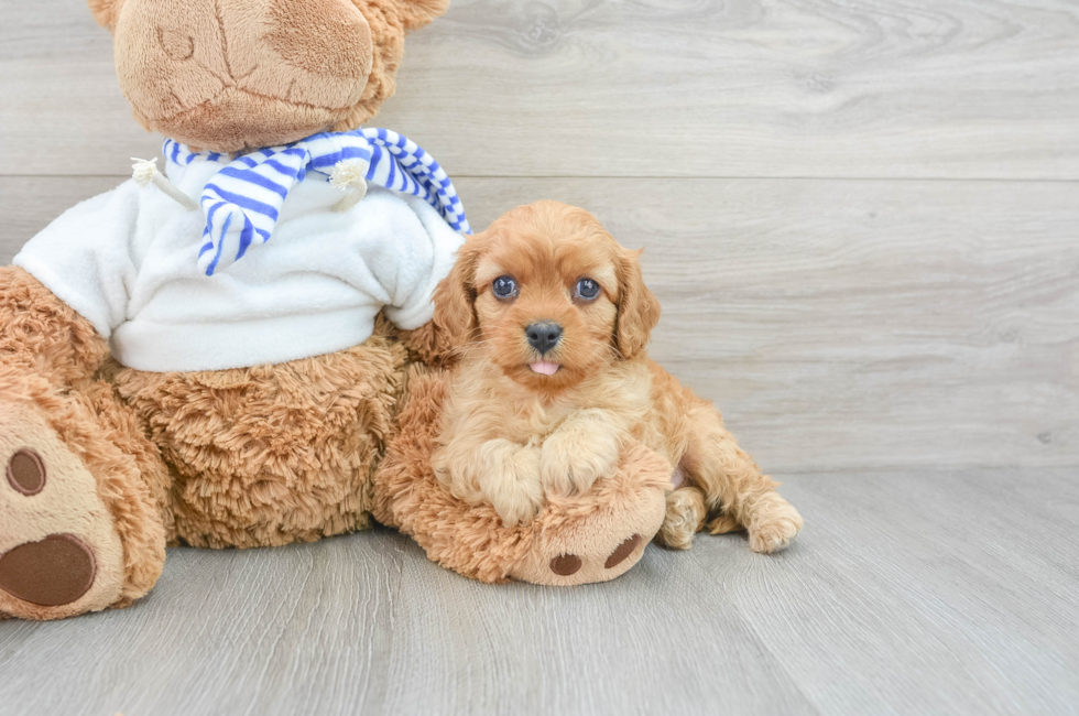 6 week old Cavapoo Puppy For Sale - Florida Fur Babies