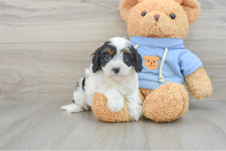 Best Cavapoo Baby